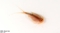 Triops granarius