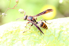 Polistes snelleni