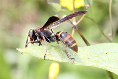 Polistes snelleni