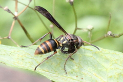 Polistes snelleni