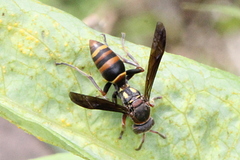 Polistes snelleni