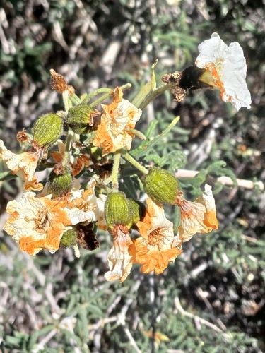 Image of Carbonillo (Cordia decandra) by (c) Álvaro Parra Valdivia, some rights reserved (CC BY)