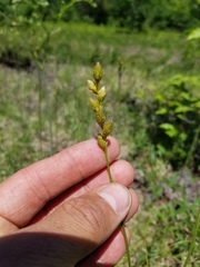 Carex foenea