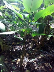 Pleiostachya pruinosa