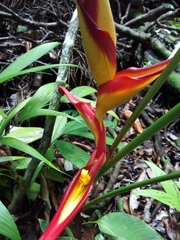 Heliconia irrasa