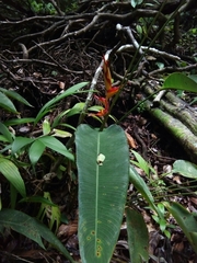 Heliconia irrasa