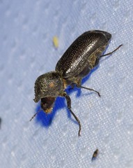 Apatides fortis
