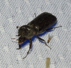 Apatides fortis