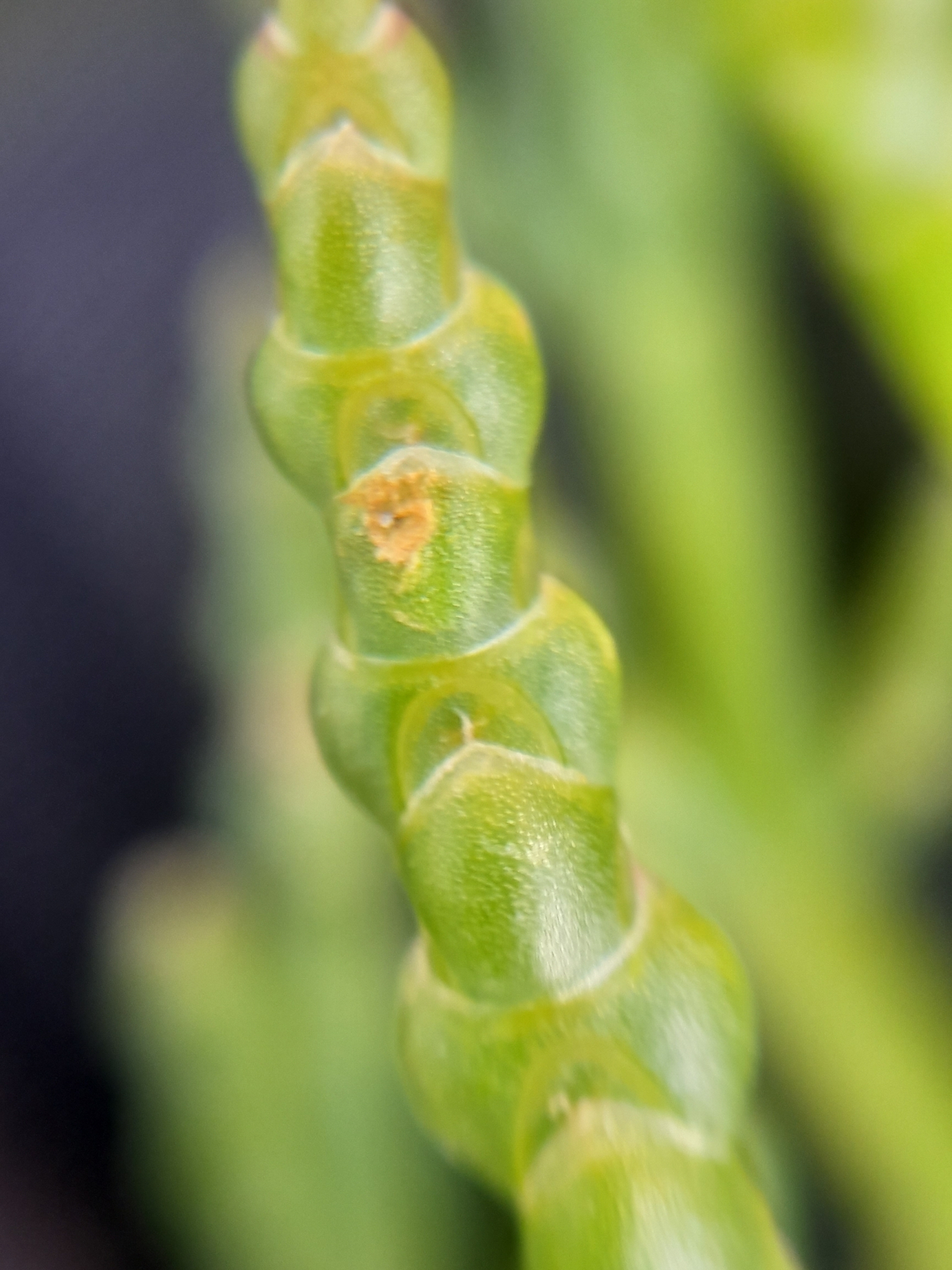 Salicornia × marshallii (Lambinon & Vanderp.) Stace