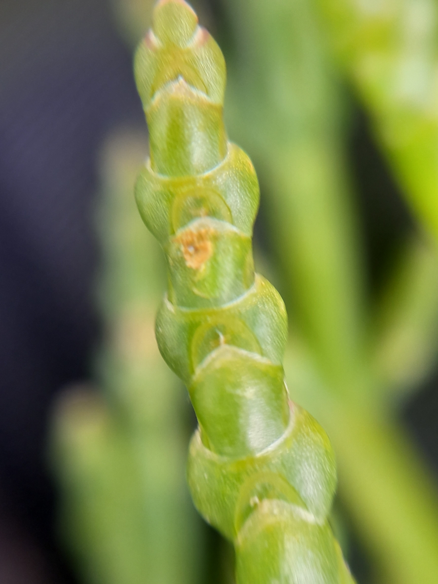 Salicornia × tashkensis Akhani 2