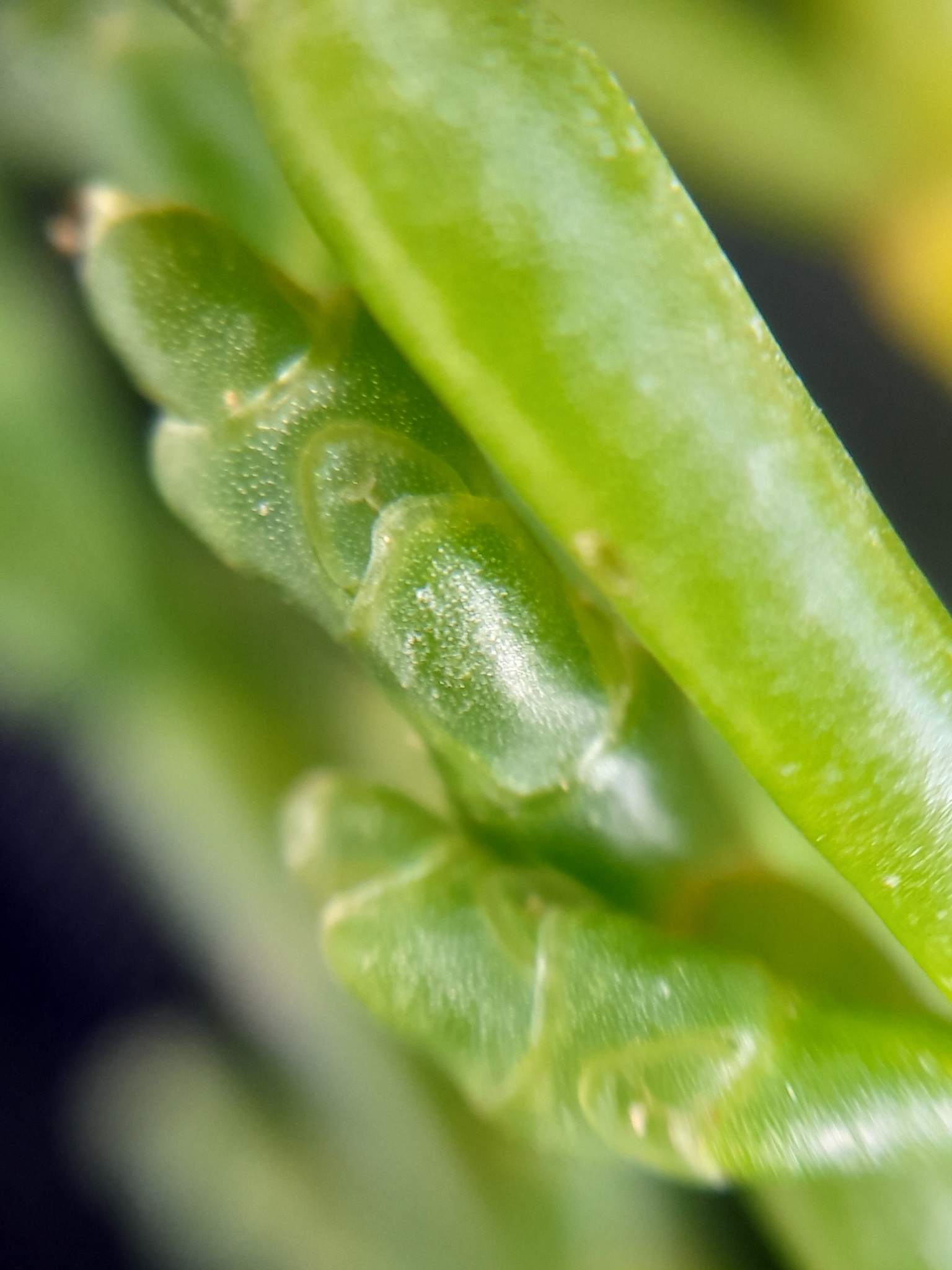 Salicornia × tashkensis Akhani 3