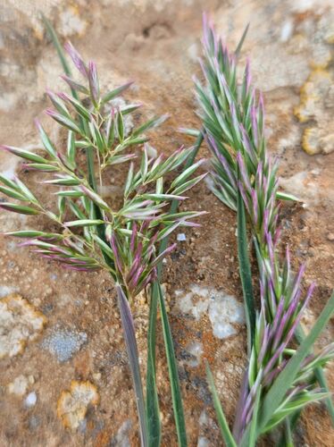 common Mediterranean grass