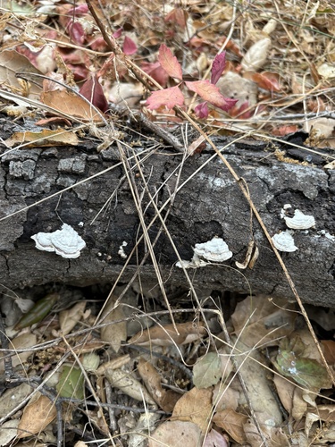 iNaturalist observation photo of splitgill mushroom