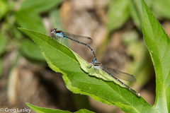 Argia cuprea