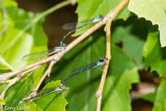 Argia cuprea