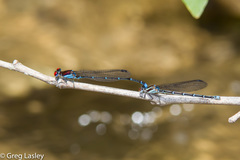 Argia cuprea