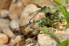 Argia cuprea