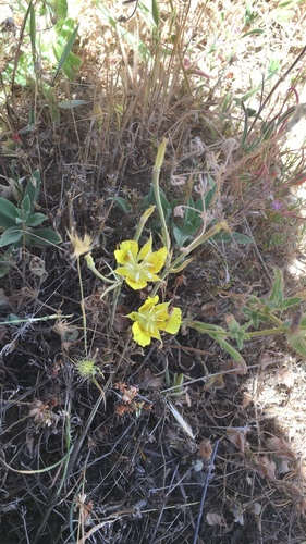 iNaturalist observation photo of Yellow Mariposa Lily