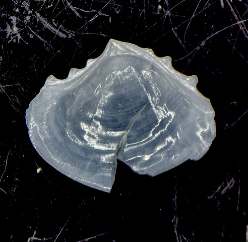 Tellidora observed 2024-05-24