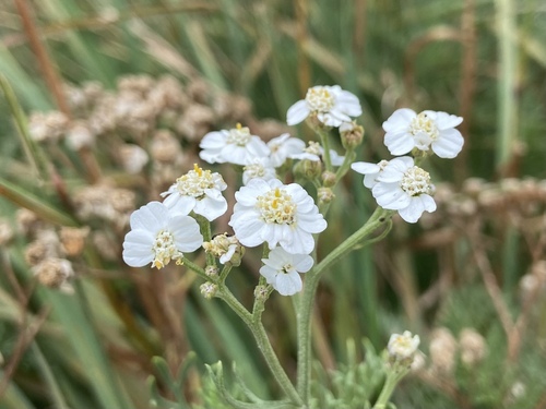 Achillea abrotanoides (Achillea abrotanoides)