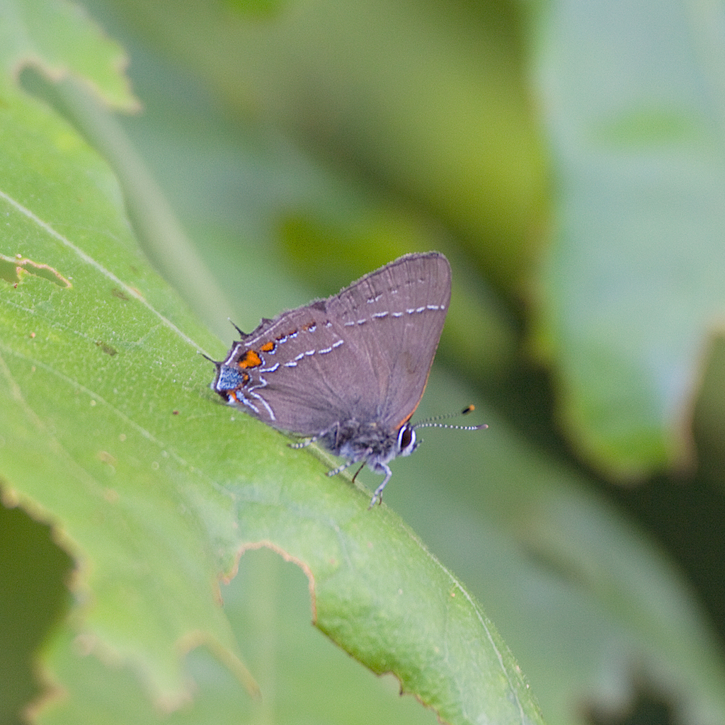 Oak Hairstreak