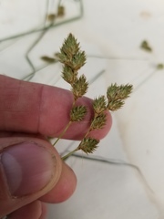 Carex foenea
