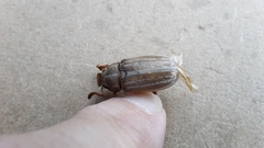 Polyphylla occidentalis