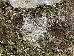 Thamnolia vermicularis vermicularis