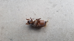 Polyphylla occidentalis