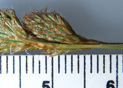 Carex foenea