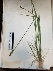 Carex foenea