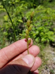 Carex foenea