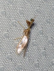 Mantispinae