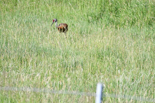 iNaturalist observation 2024-06-23