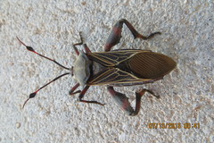 Pachylis neocalifornicus