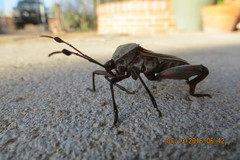 Pachylis neocalifornicus