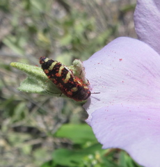 Acmaeodera alicia