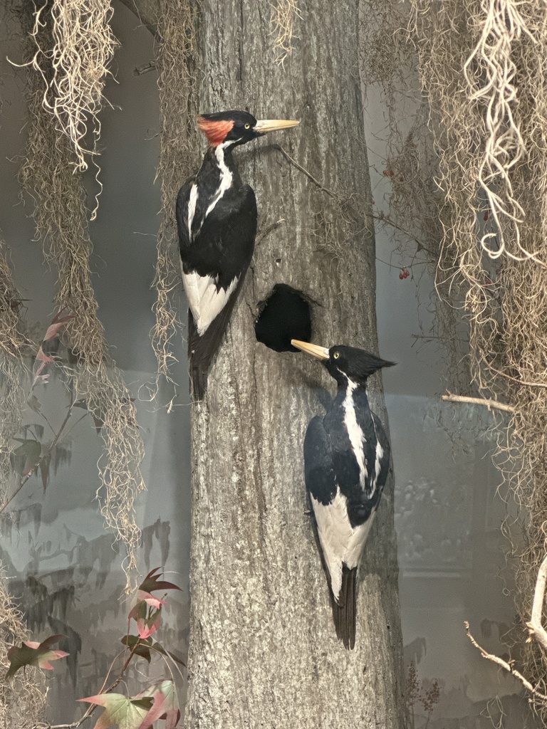 Ivory-Billed Woodpecker