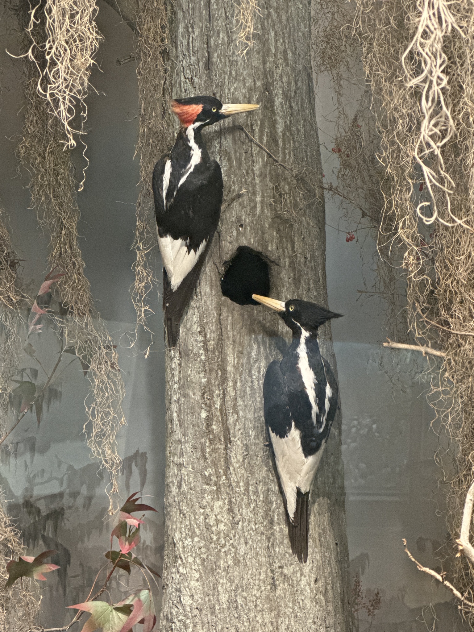 Ivory-billed Woodpecker illustration
