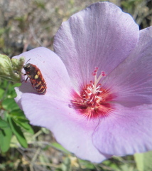 Acmaeodera alicia