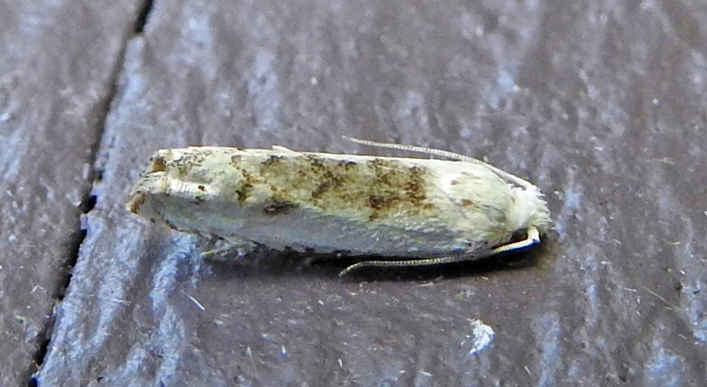 Pelochrista heathiana