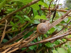 Acusta