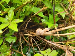 Acusta
