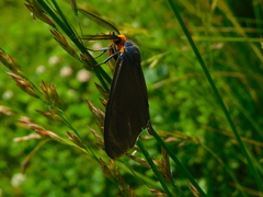 Ctenucha