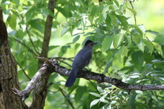 Dumetella carolinensis