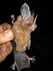 Southern Golden Bat photo 3
