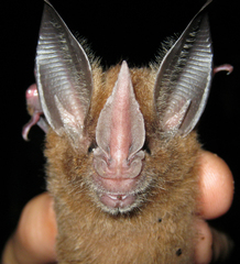 Southern Golden Bat photo 2