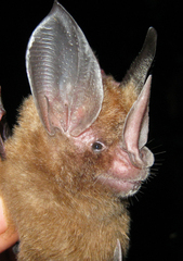 Southern Golden Bat photo 1