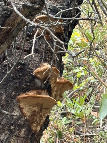 iNaturalist observation photo of Western Hardwood Sulphur Shelf