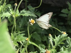 Appias libythea
